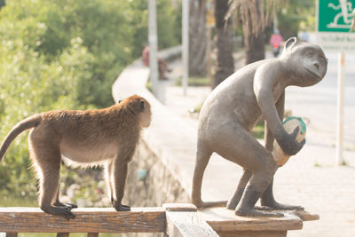 Side view of long-tailed macaque by sculpture on railing in zoo