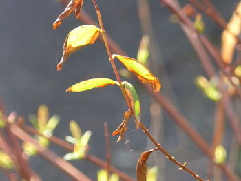 Close-up of fresh green plant