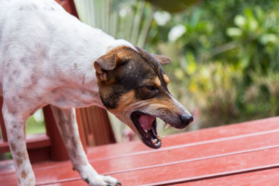 Close-up of a dog looking away