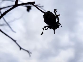 Low angle view of lizard on branch against sky