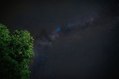 Low angle view of trees against sky at night