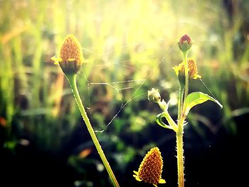 Close-up of plant