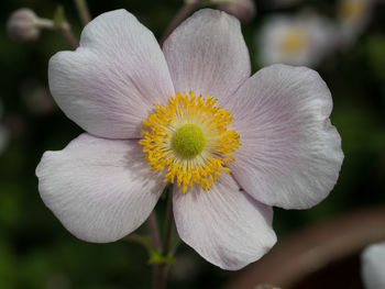 Close-up of yellow flower blooming outdoors