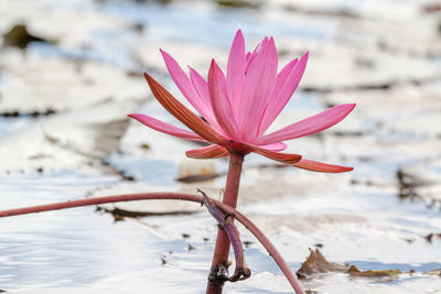 Close-up of pink water lily in lake