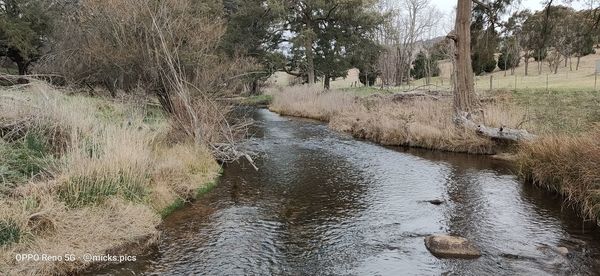 Scenic view of river flowing through forest