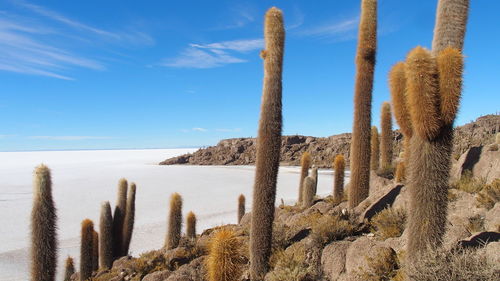 Cactus oasis at uyuni salt flat, bolivia