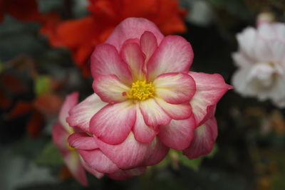 Close-up of pink flower