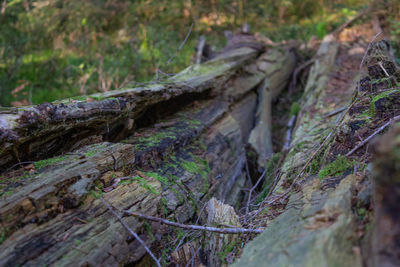 Fallen tree in forest