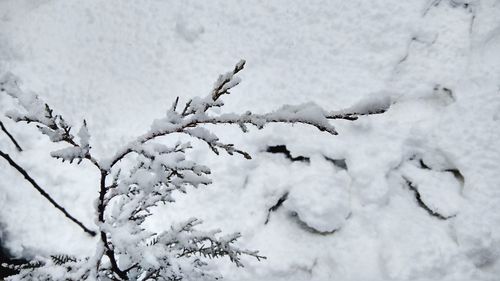 Close-up of snow covered tree