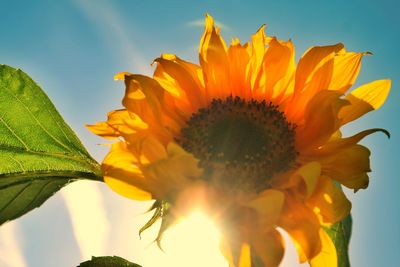 Close-up of sunflower blooming against sky