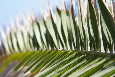 Close-up of palm leaves