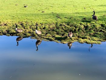 Birds on a lake