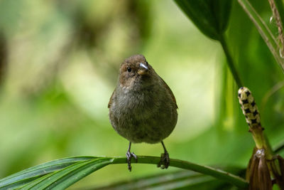 Close-up of bird perching on plant