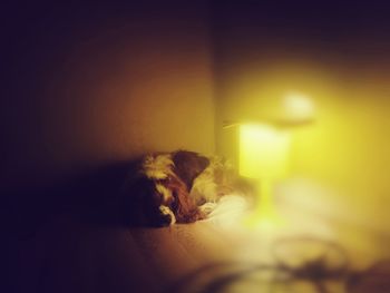 Dog relaxing in illuminated room