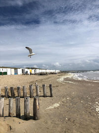 Seagulls flying over beach