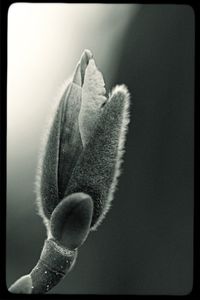 Close-up of flower plant