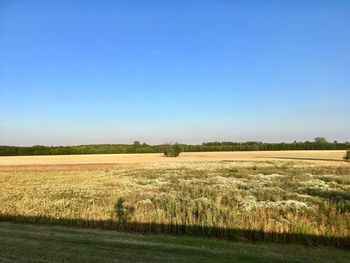 Scenic view of agricultural field against clear blue sky