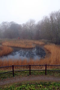 Bare trees on landscape