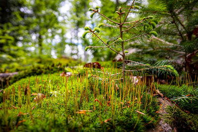 Plants growing on field