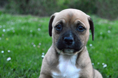 Close-up portrait of dog