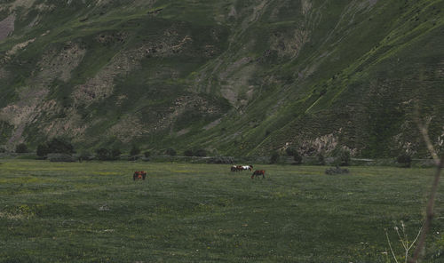 Cows grazing in field