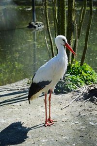 Bird perching on a lake