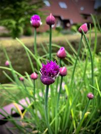 Close-up of pink crocus flowers on field