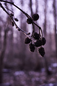 Close-up of branch hanging on tree