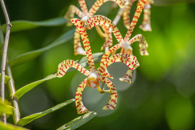 Close-up of flowering plant