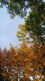 Low angle view of trees against sky