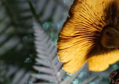 Close-up of a bird