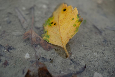 High angle view of yellow maple leaf