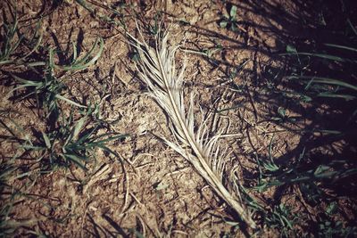 High angle view of dry plants on field