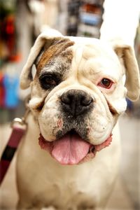 Close-up portrait of dog