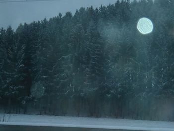 Frozen trees against sky during winter