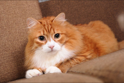 domestic animals