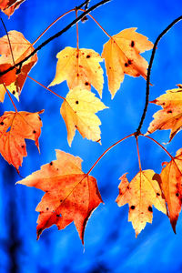 Low angle view of maple leaves against blue sky