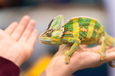 Close-up of a hand holding lizard