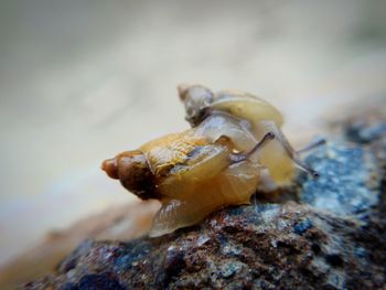 Close-up of crab on rock