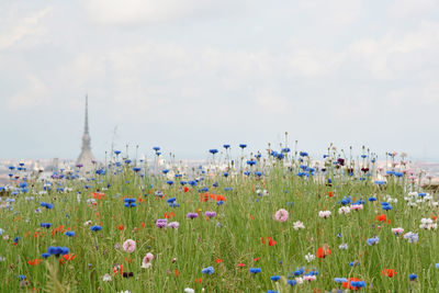 Scenic view of flowering plants on field against sky