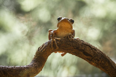 Close-up of lizard on branch