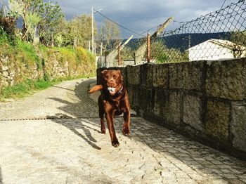 Portrait of dog running on footpath