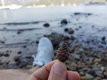 Low section of man holding pine cone at beach