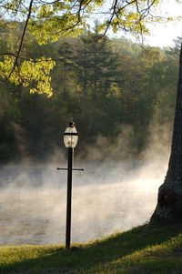 Street light by trees in forest