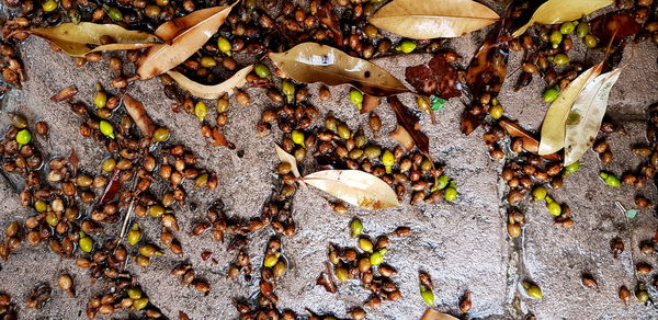 Dried leaves on the concrete floor on a wet rainy day in alampra cyprus