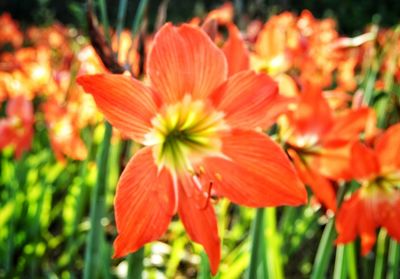 Close-up of orange day lily blooming outdoors