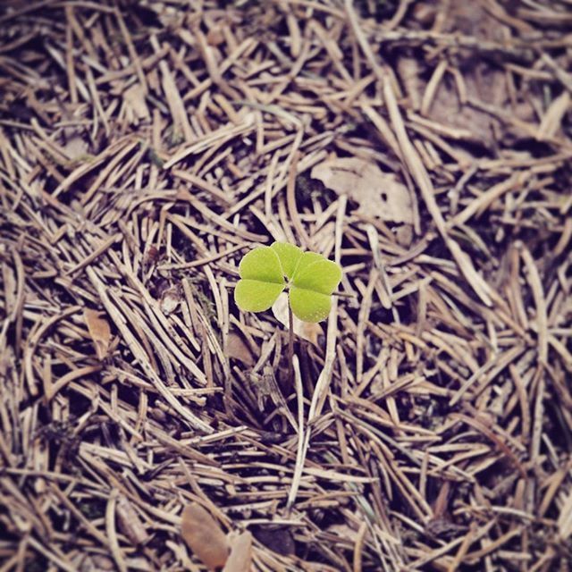 leaf, dry, full frame, close-up, abundance, leaves, nature, high angle view, backgrounds, growth, field, plant, green color, day, no people, natural pattern, outdoors, brown, autumn, large group of objects