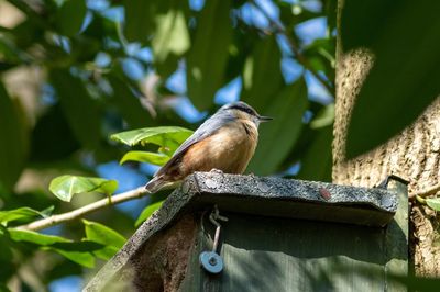 Bird perching on a tree