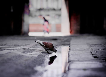 Close-up of bird perching on footpath