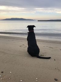 Dog on beach